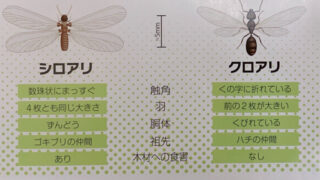 シロアリ発見！どうしたらいい？ ｜ 京都の無添加住宅 株式会社匠建堂